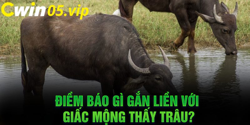  Điềm báo gì gắn liền với giấc mộng thấy trâu?