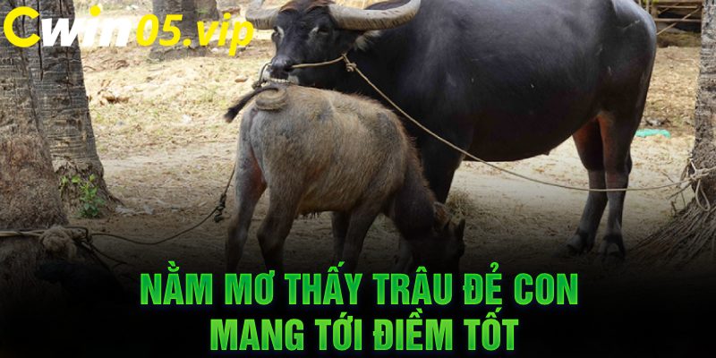 Nằm mơ thấy trâu đẻ con mang tới điềm tốt