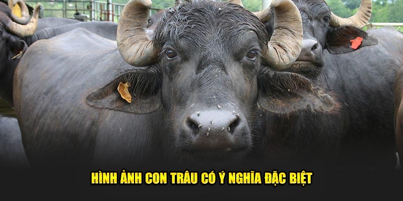 Hinh-anh-con-trau-co-y-nghia-dac-biet