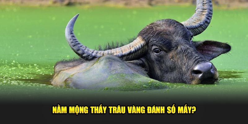 Nam-mong-thay-trau-vang-danh-so-may